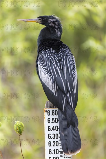 Anhinga (Anhinga anhinga)