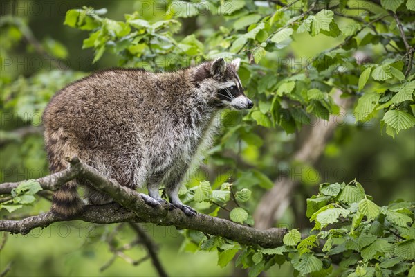 Raccoon (Procyon lotor) sitting in a tree