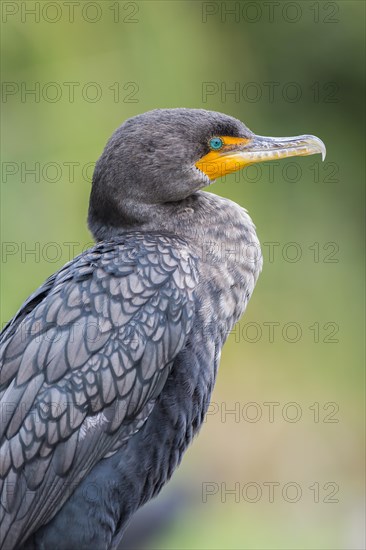 Double-crested Cormorant (Phalacrocorax auritus)