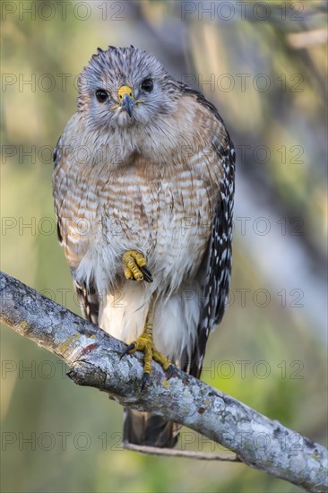 Red-shouldered Hawk (Buteo lineatus) perched on branch