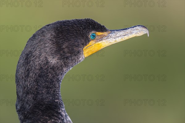 Double-crested Cormorant (Phalacrocorax auritus)