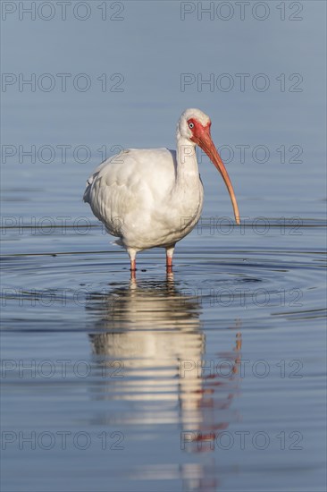 American white ibis (Eudocimus albus)