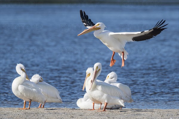 American White Pelicans (Pelecanus erythrorhynchos) at the water