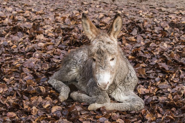 Thuringer Wald donkey (Equus asinus)