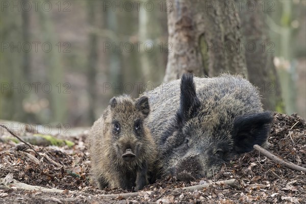 Wild boar (Sus scrofa) lying with young