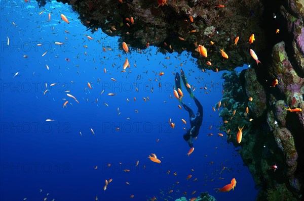 Freediver dives near a coral reef