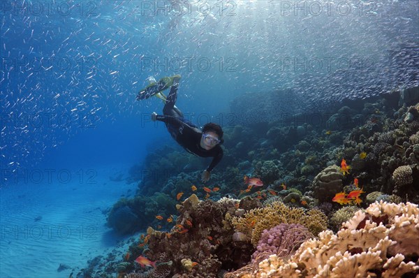 Freediver diving at the coral reef