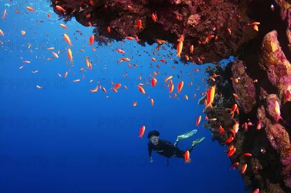 Freediver diving at coral reef