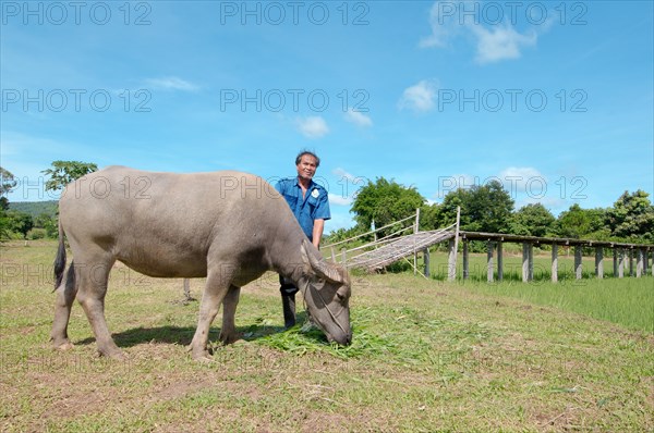 Thai farmer feeding grass to a Water BuffaloÂ orÂ domestic Asian Water BuffaloÂ