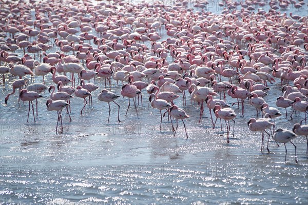 Lesser flamingos