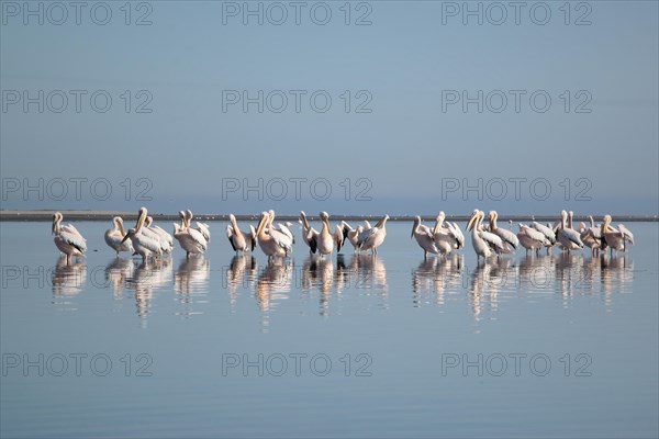 Great white pelicans