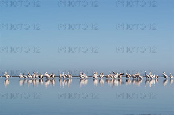 Great white pelicans