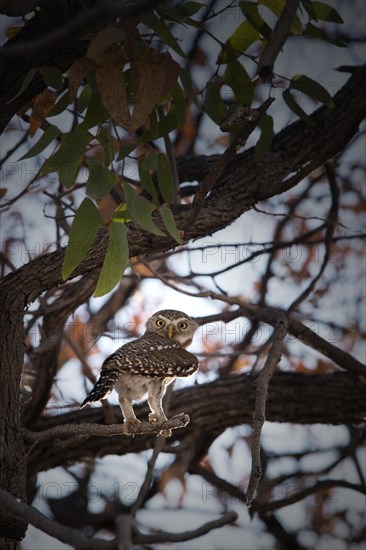 African barred owlet