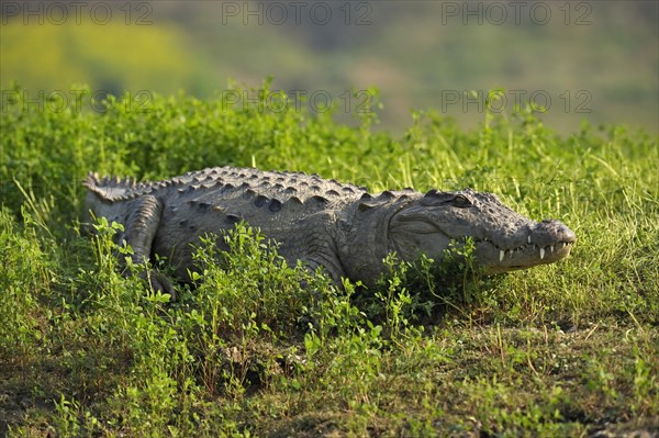 Mugger Crocodile or Indian Marsh Crocodile