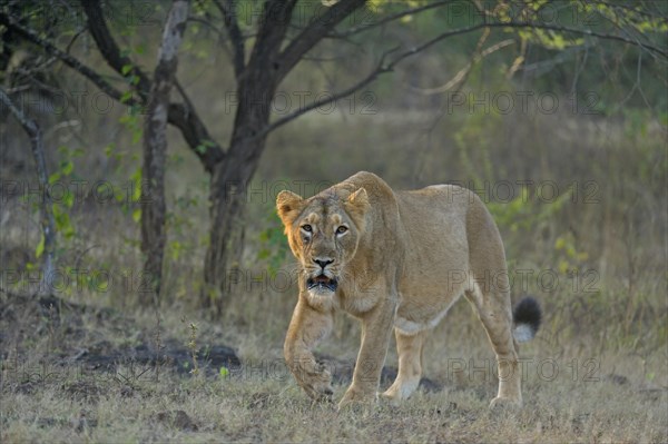 Asiatic lioness