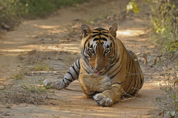 Male Indian or Bengal Tiger