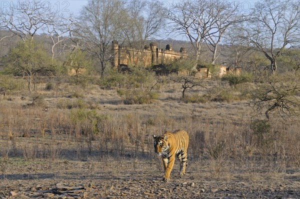 Indian or Bengal Tiger