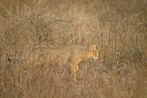 Jungle Cat