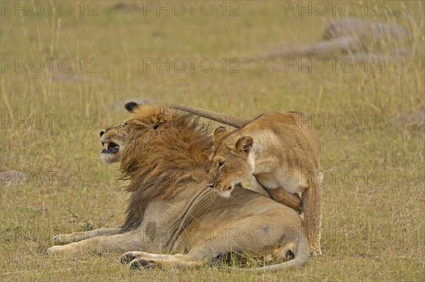 Mating Lions