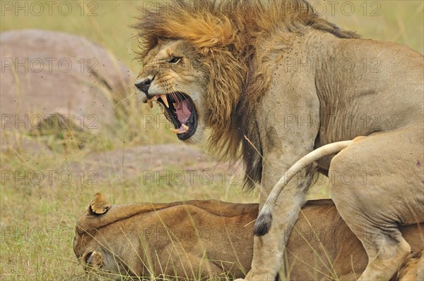 Mating Lions