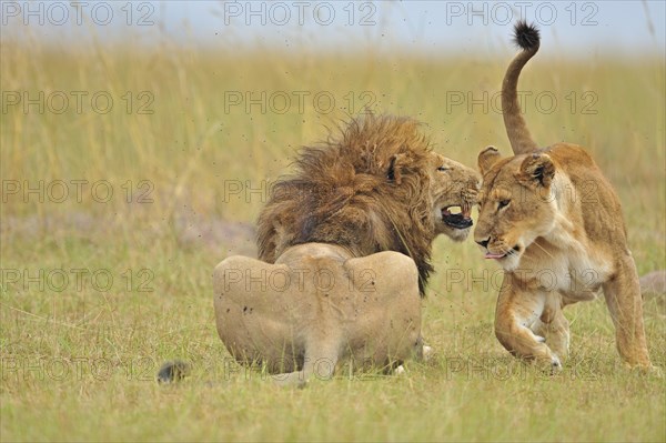 Mating Lions