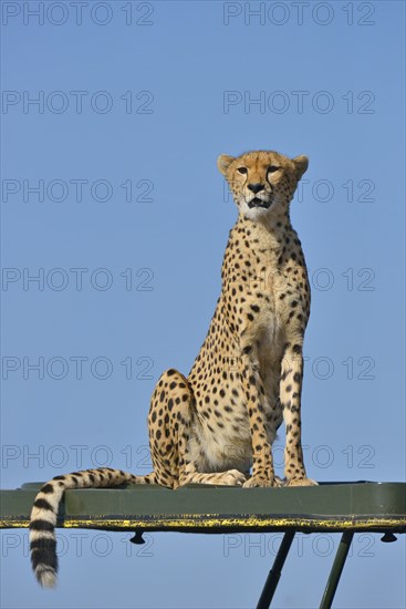 Wild Cheetah
