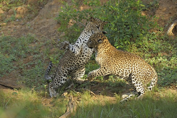 Two Sri Lankan Leopards