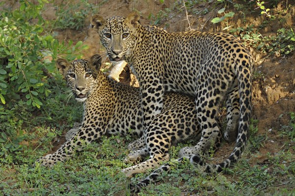 Two Sri Lankan Leopards