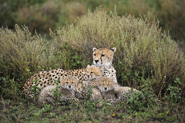 Cheetahs