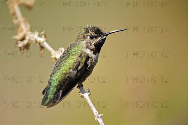 Anna's Hummingbird