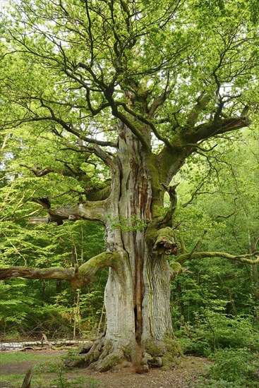 Huge old moss-covered gnarled oak in a former pastoral forest