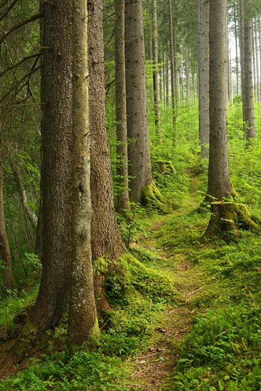 Path through natural spruce forest