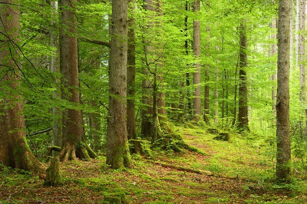 Natural spruce forest