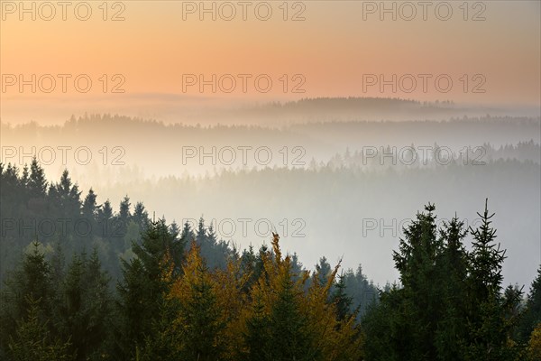 Spruce