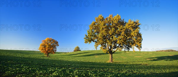 Solitary oaks