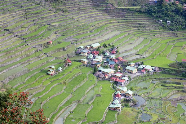 Batad rice terraces