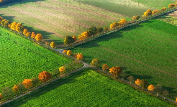 Avenue in autumn