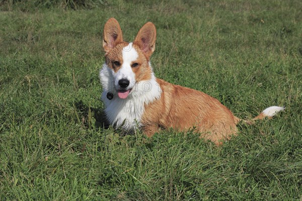 Cardigan Welsh Corgi