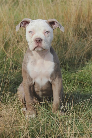 Old English Bulldog