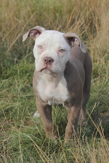 Old English Bulldog