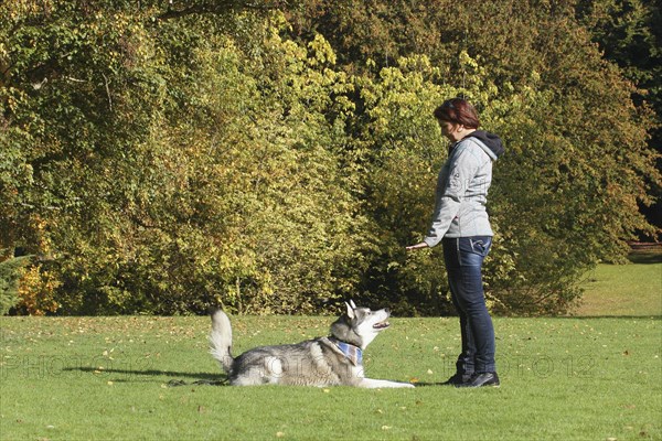 Woman practicing with Siberian Husky crossbreed
