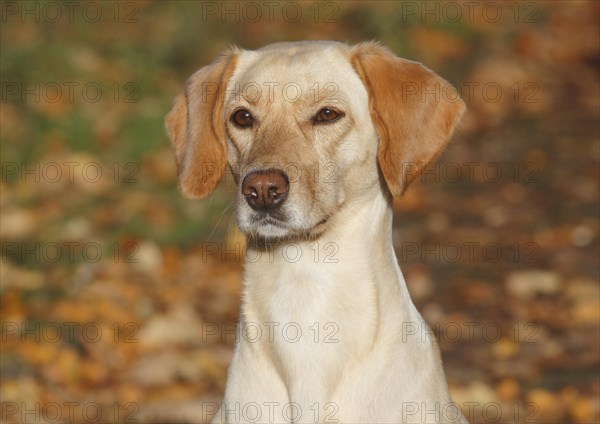 Mixed-breed