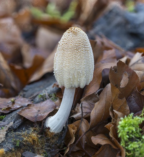 Coprinellus xanthothrix
