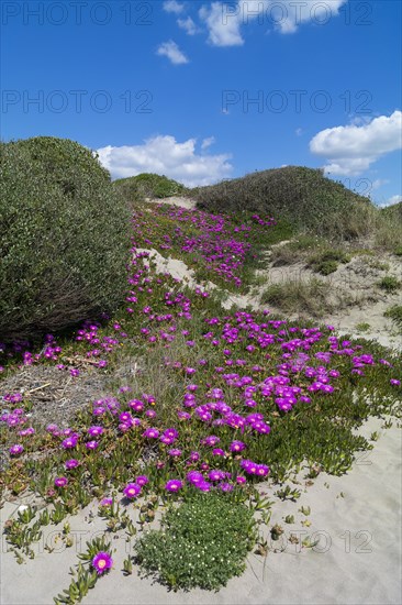 Sand dunes with Elands Sourfig