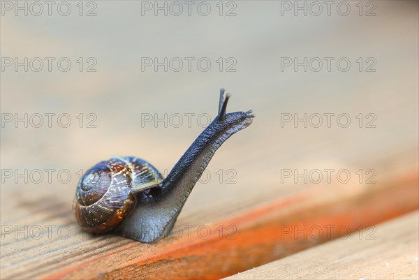 White-lipped snail