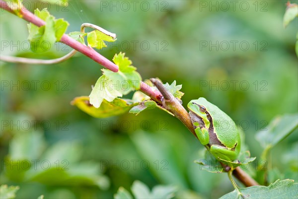 European tree frog