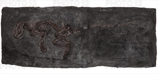 Fossil Predator