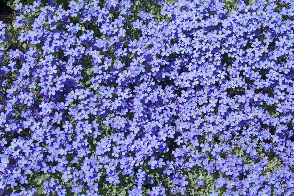 Aubrieta