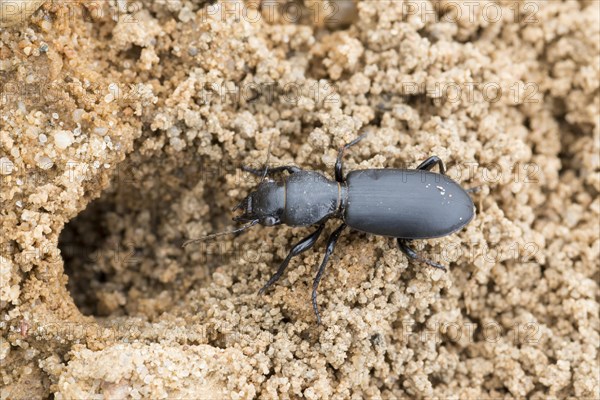 Broscus cephalotes