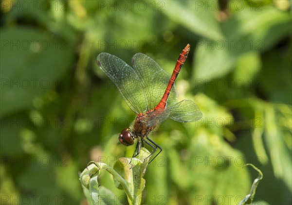 Ruddy darter